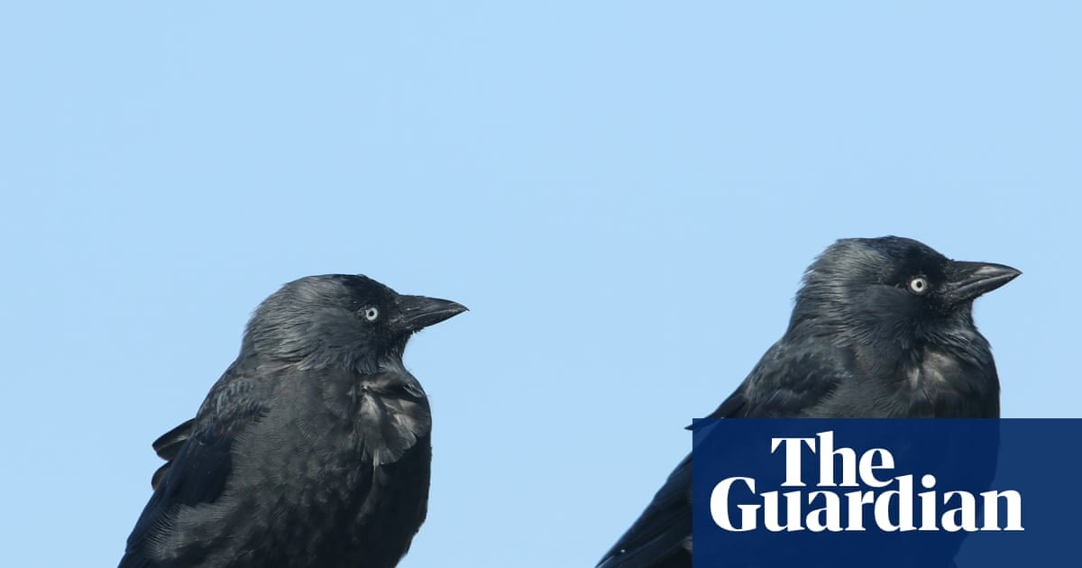 What links Buzzard, Jackdaw and Rosebank? The Saturday quiz