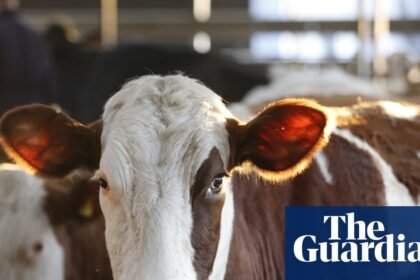 Worst ever outbreak of bluetongue hits British farms