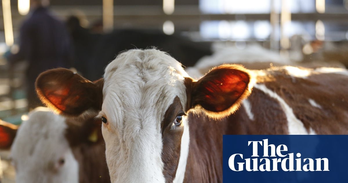 Worst ever outbreak of bluetongue hits British farms