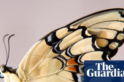 Beautiful butterflies get more attention from the public – and from scientists