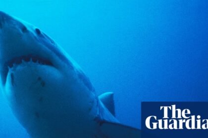 Thursday news quiz: Superheroes, AI zeroes and a very lost shark