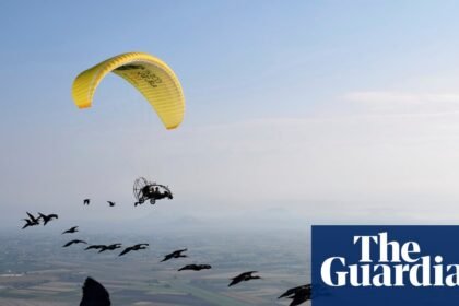 Rare northern bald ibis take flight in human-led European migration project