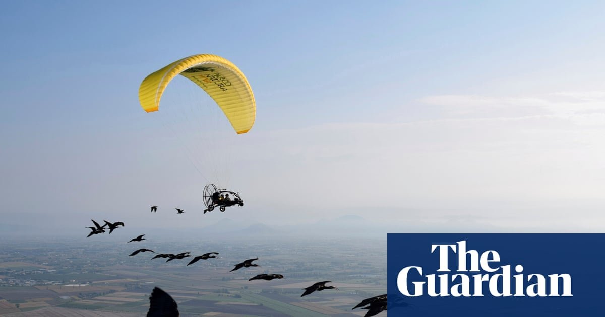 Rare northern bald ibis take flight in human-led European migration project