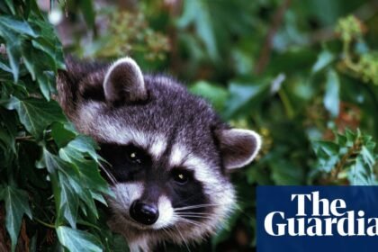 LA officials document first case of a rabid raccoon in more than 50 years
