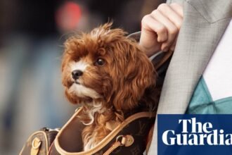 ‘My dog’s built her own fashion community’: how canine companions stole the fashion week spotlight