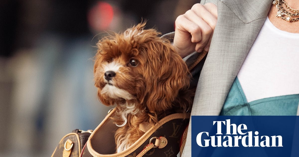 ‘My dog’s built her own fashion community’: how canine companions stole the fashion week spotlight