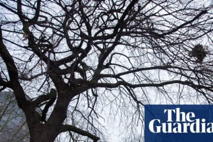 Loss of green space could be issue that decides Holborn and St Pancras byelection