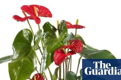 Houseplant hacks: Are windowsills too cold for plants in winter?