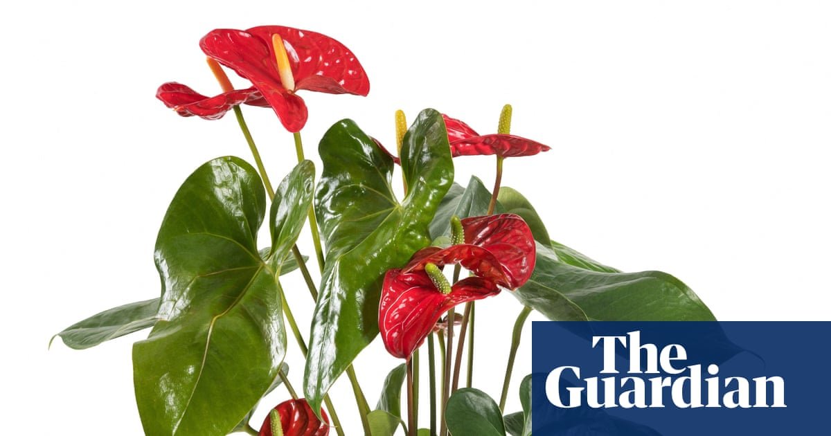Houseplant hacks: Are windowsills too cold for plants in winter?