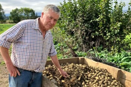 Why hotter summers are making British potatoes smaller