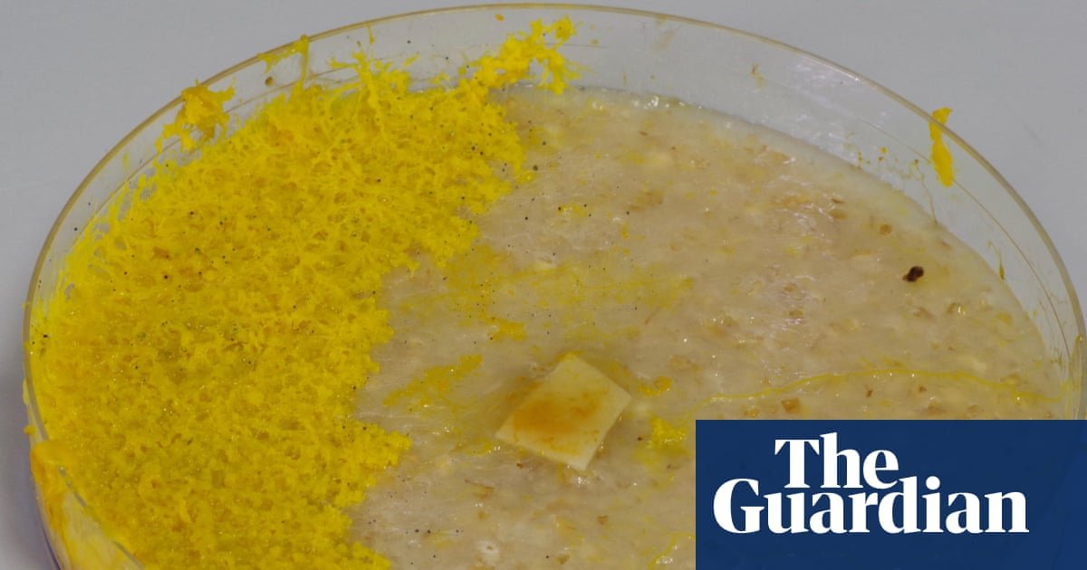‘This is dangerous’: slime moulds and the bitter debate over the nature of intelligence – podcast