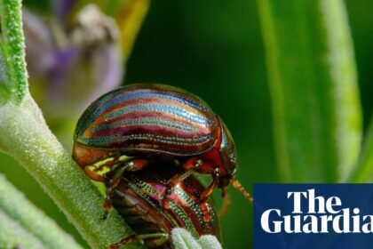 Country diary: A gleaming beetle that could be bad news for my garden favourites | Susie White