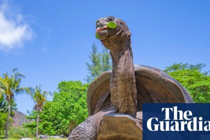 Researchers find 180,000 giant tortoises living on island in Seychelles