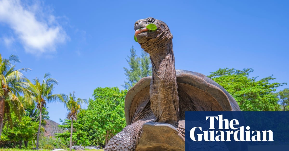Researchers find 180,000 giant tortoises living on island in Seychelles