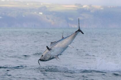 UK bluefin tuna comeback shows nature can recover, says WWF