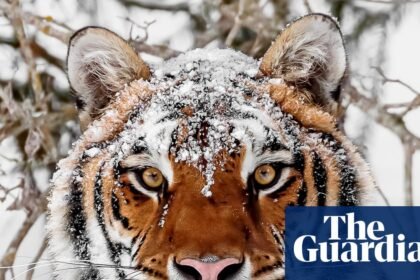 Comebacks for wild tigers, tuna and sea turtles prove nature loss can be reversed, scientists say