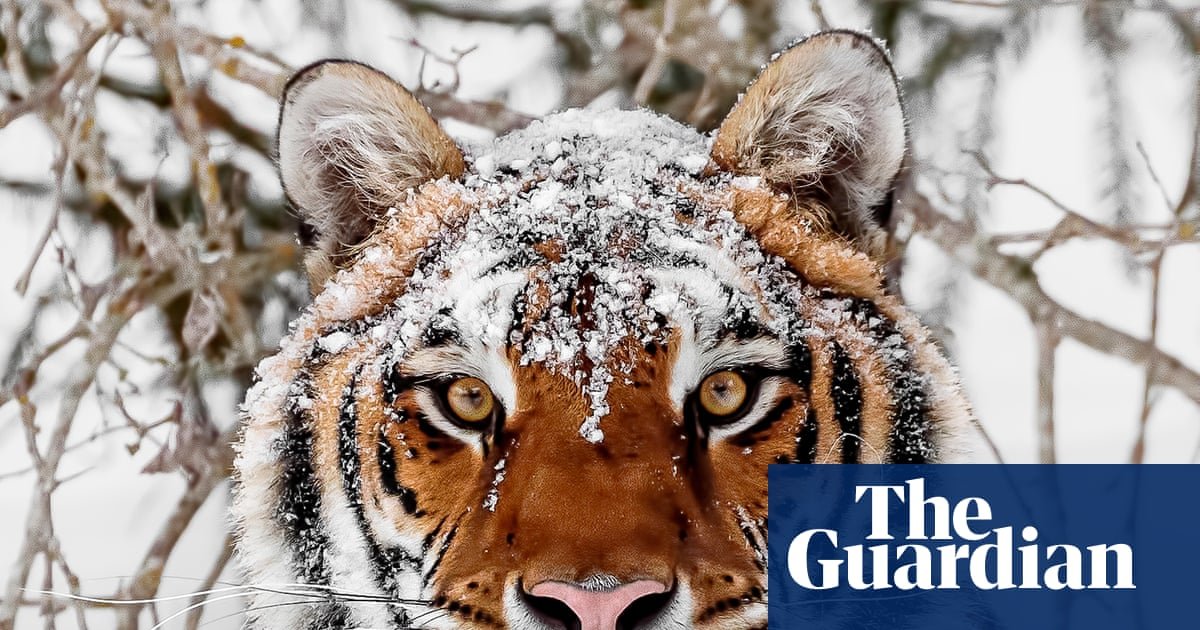 Comebacks for wild tigers, tuna and sea turtles prove nature loss can be reversed, scientists say