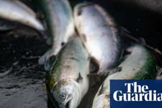 Lack of inspections at fish slaughterhouses a ‘disgrace’, says Animal Equality UK