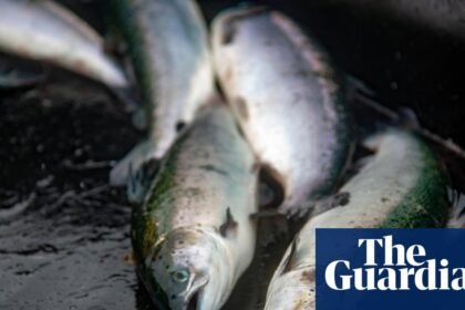 Lack of inspections at fish slaughterhouses a ‘disgrace’, says Animal Equality UK