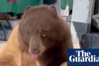 Hitting the sweet spot: bear treats itself to baked goods at Colorado farmers’ market