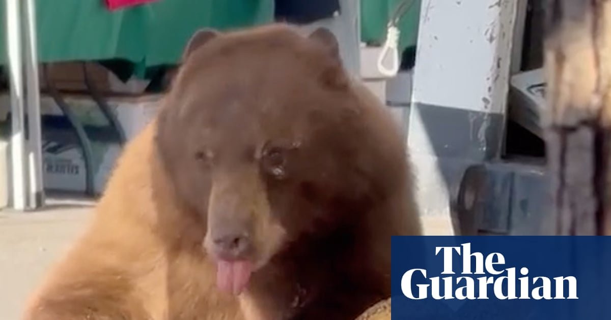 Hitting the sweet spot: bear treats itself to baked goods at Colorado farmers’ market