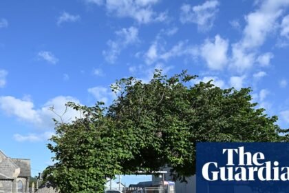 Bendy elm still standing against all odds crowned UK tree of the year
