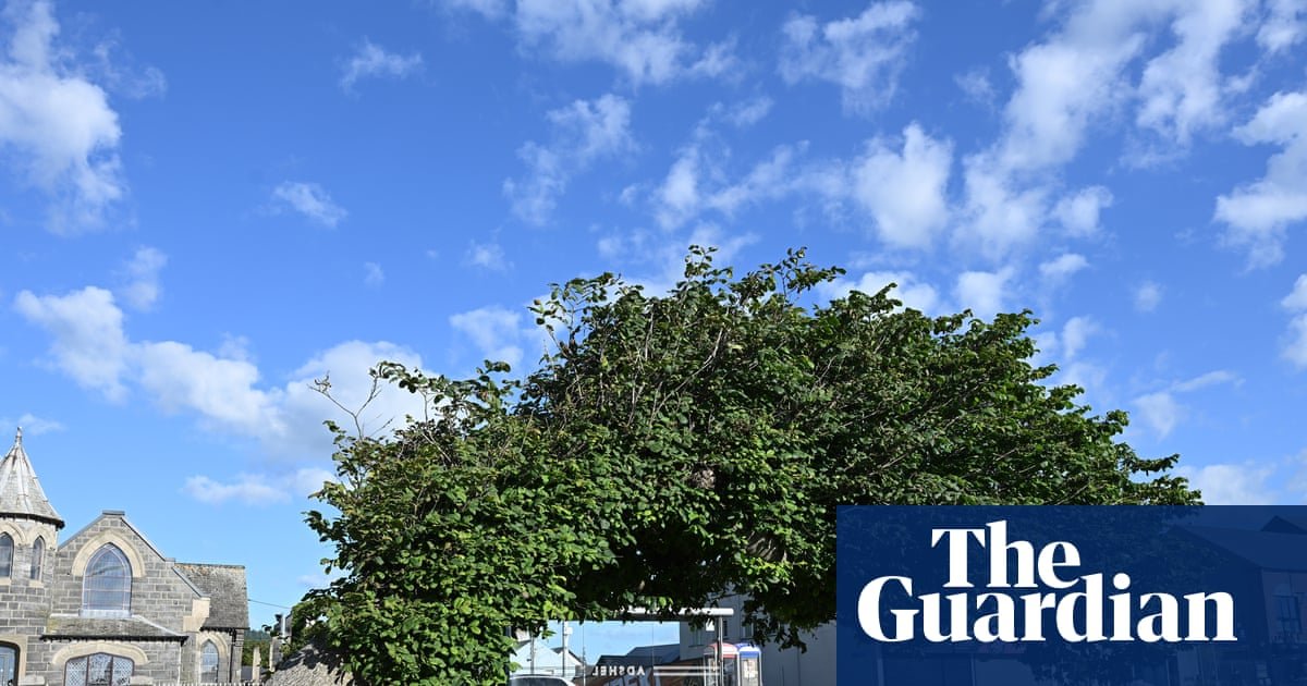 Bendy elm still standing against all odds crowned UK tree of the year