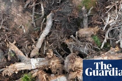 Despair after 200-year-old ‘grandmother’ tree toppled for Trump’s border wall: ‘It crushes your heart’