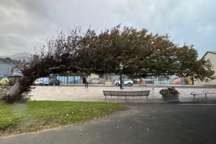 Wonky wych elm in County Down crowned Tree of the Year