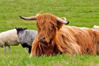 Bluetongue restriction zone extension a 'positive thing' for farmers