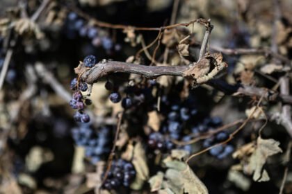 Summer heatwaves, reduction in cultivated areas cause historic low French wine harvest