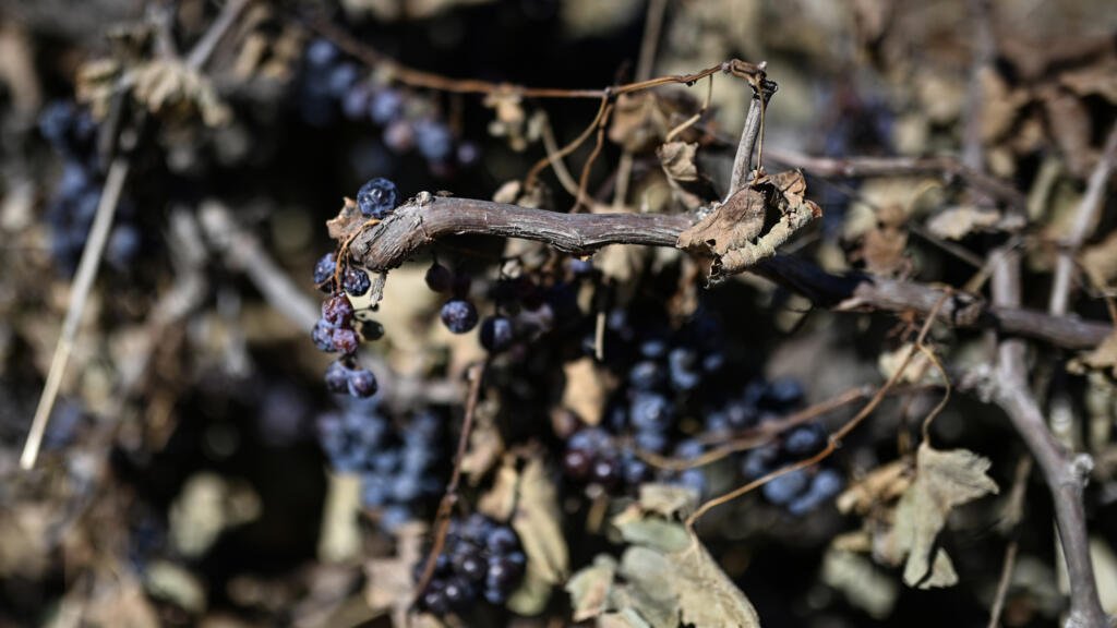 Summer heatwaves, reduction in cultivated areas cause historic low French wine harvest