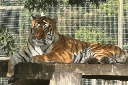 Wildlife park remains closed after fatal tiger attack