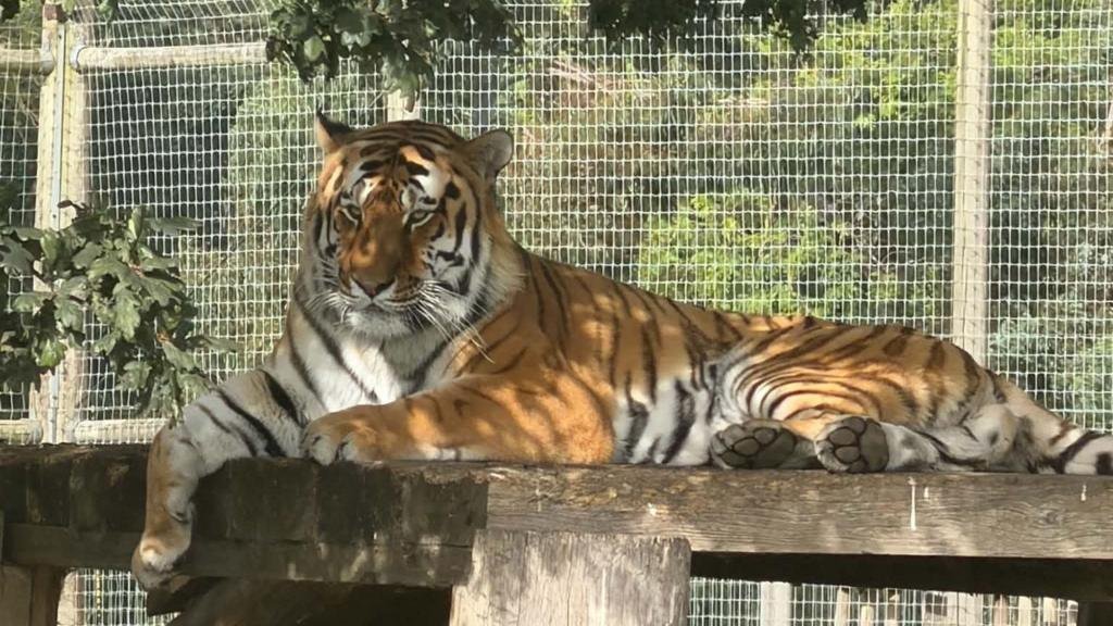 Wildlife park remains closed after tiger attack