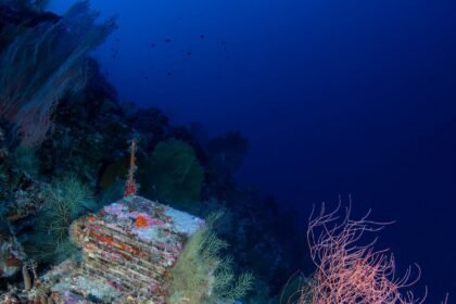 A Decade-Long Experiment Is Unlocking the Mysteries of the Ocean’s ‘Deep Reefs’
