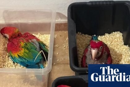 Man caught with 300 tortoises and 77 parrots bound for Malta at Sicilian port