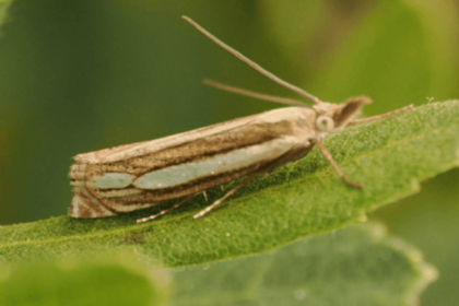 The rare Bog Grass Moth found in nature reserve for first time