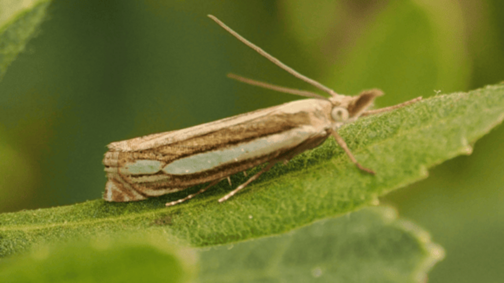 The rare Bog Grass Moth found in nature reserve for first time