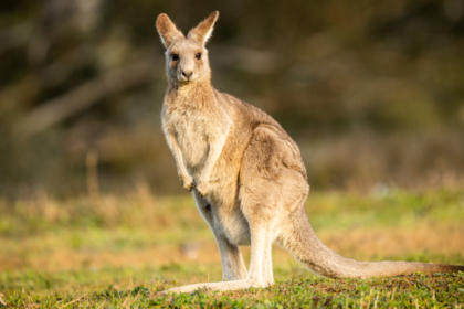 'Tropical jungle' of wallabies, porcupines and parrots must move after neighbours complain