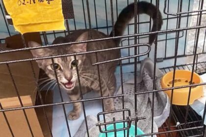 Twelve arrested for allegedly running cat trafficking ring in Vietnam