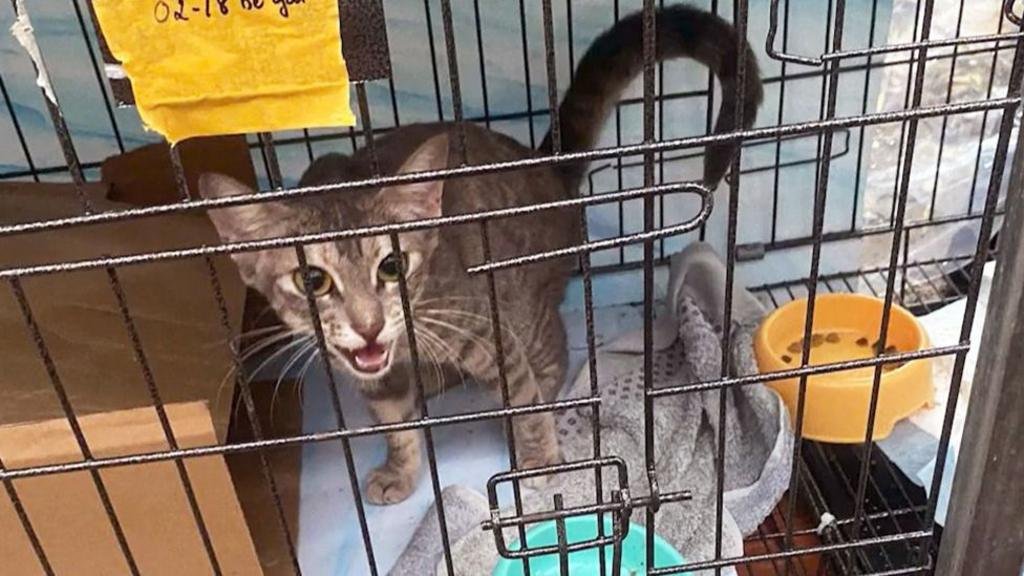 Twelve arrested for allegedly running cat trafficking ring in Vietnam