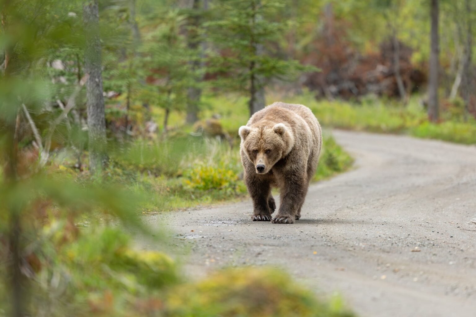 California officials decide next steps for bear meandering neighborhood