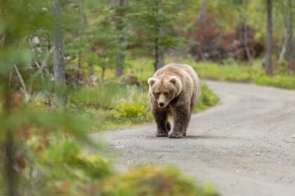 California officials decide next steps for bear meandering neighborhood