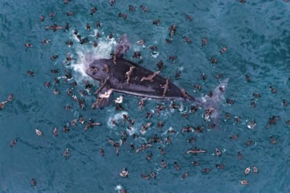 Scientists rush to solve mystery of dead baby whales washing up on shore of Argentina