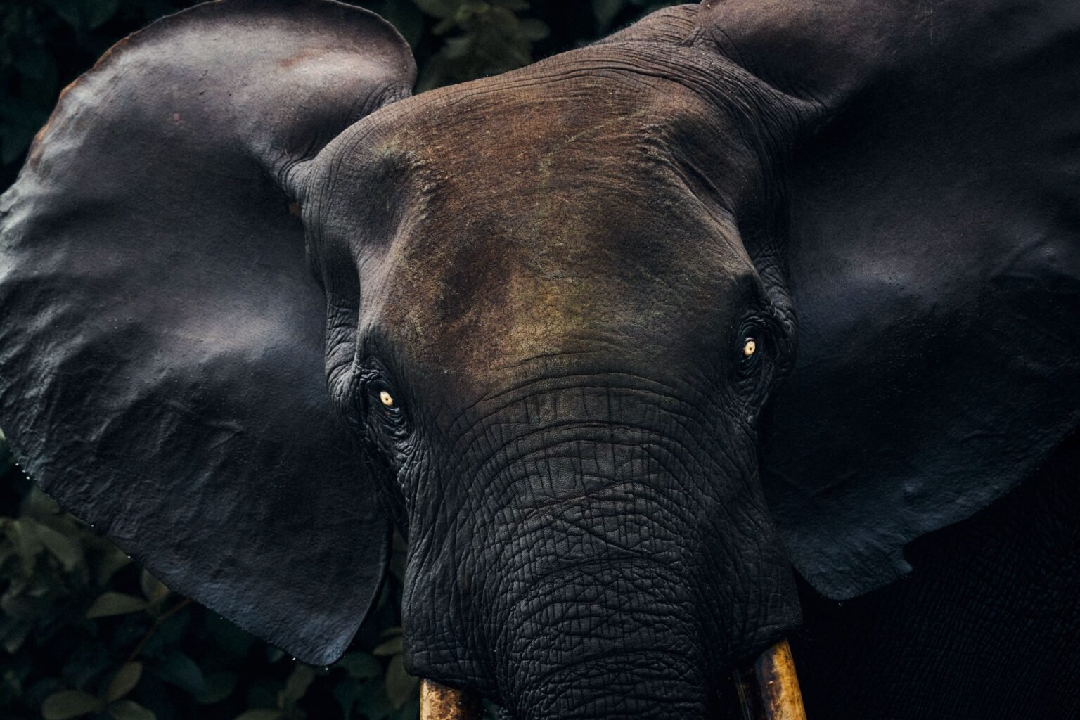 Gabon's Isolated Wilderness and Rich Culture Make It a Safari Destination Beyond Compare
