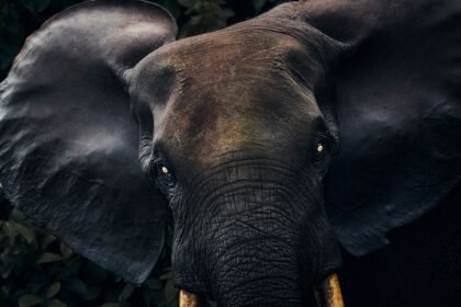 Gabon's Isolated Wilderness and Rich Culture Make It a Safari Destination Beyond Compare