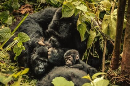 ‘Nature can recover’: Inside the race to rescue world’s crisis-hit wildlife