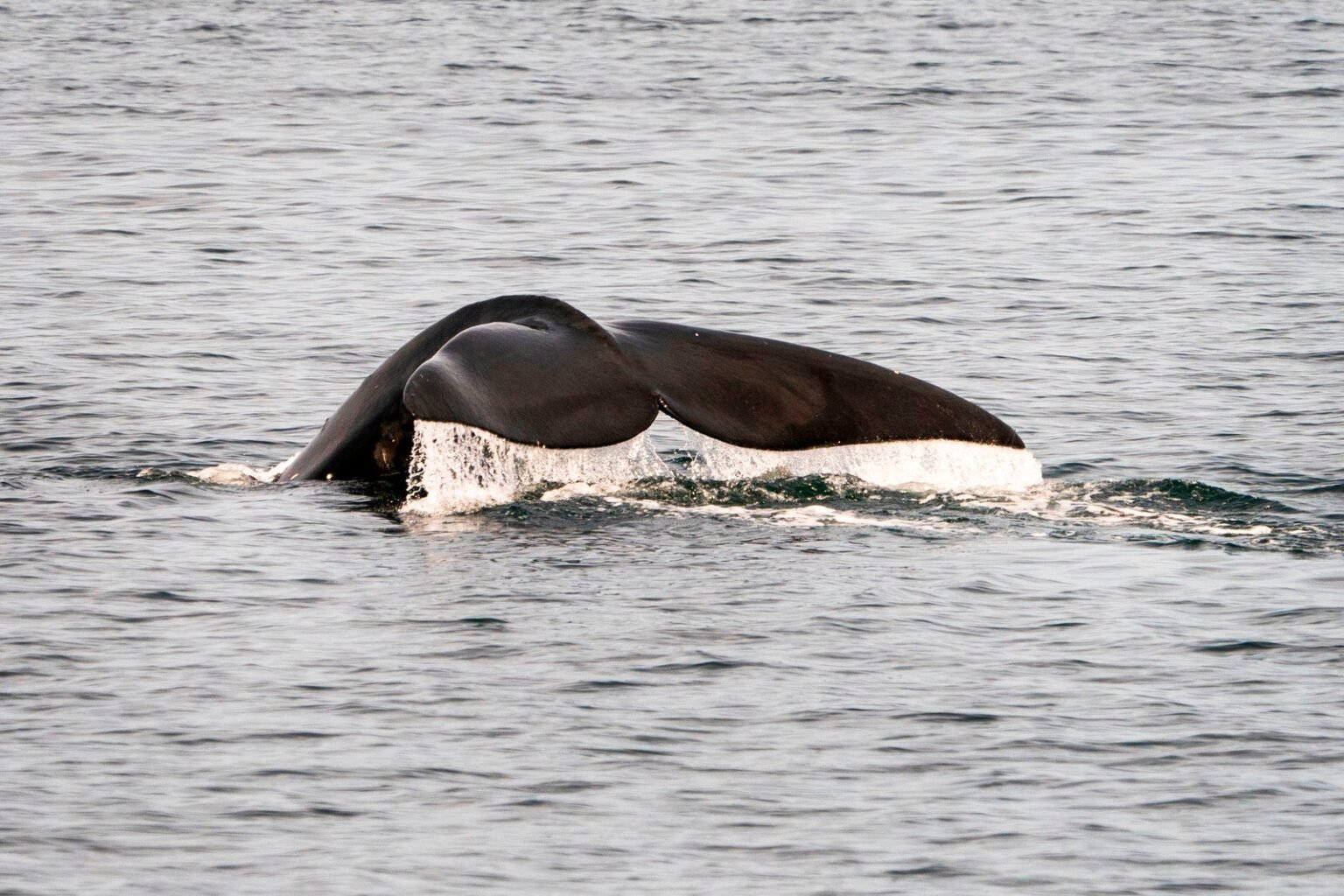 The three endangered species facing extinction after Trump changed federal law