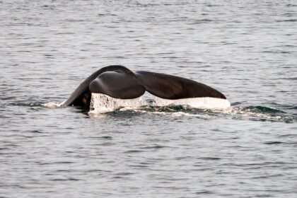 The three endangered species facing extinction after Trump changed federal law