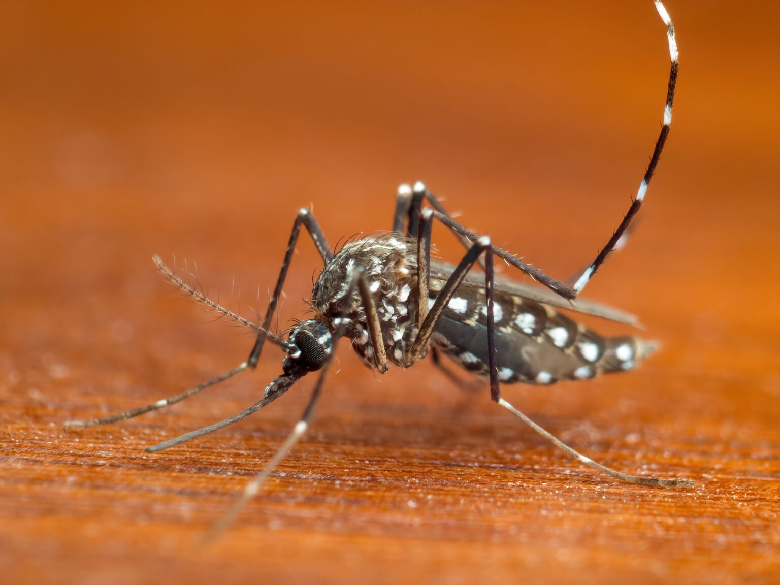 What to Know About the Dengue Outbreak in the U.S.